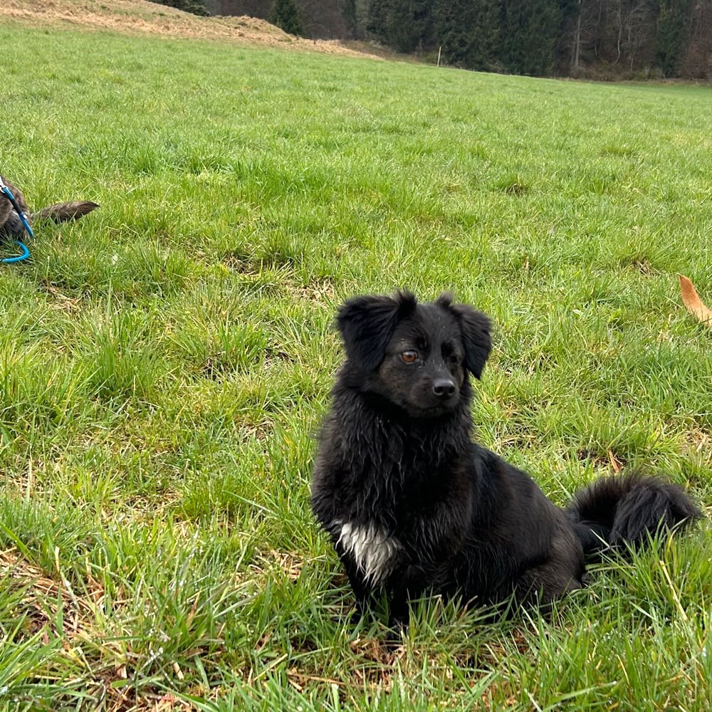 Hundetreffen-Spaziergänge-Profilbild