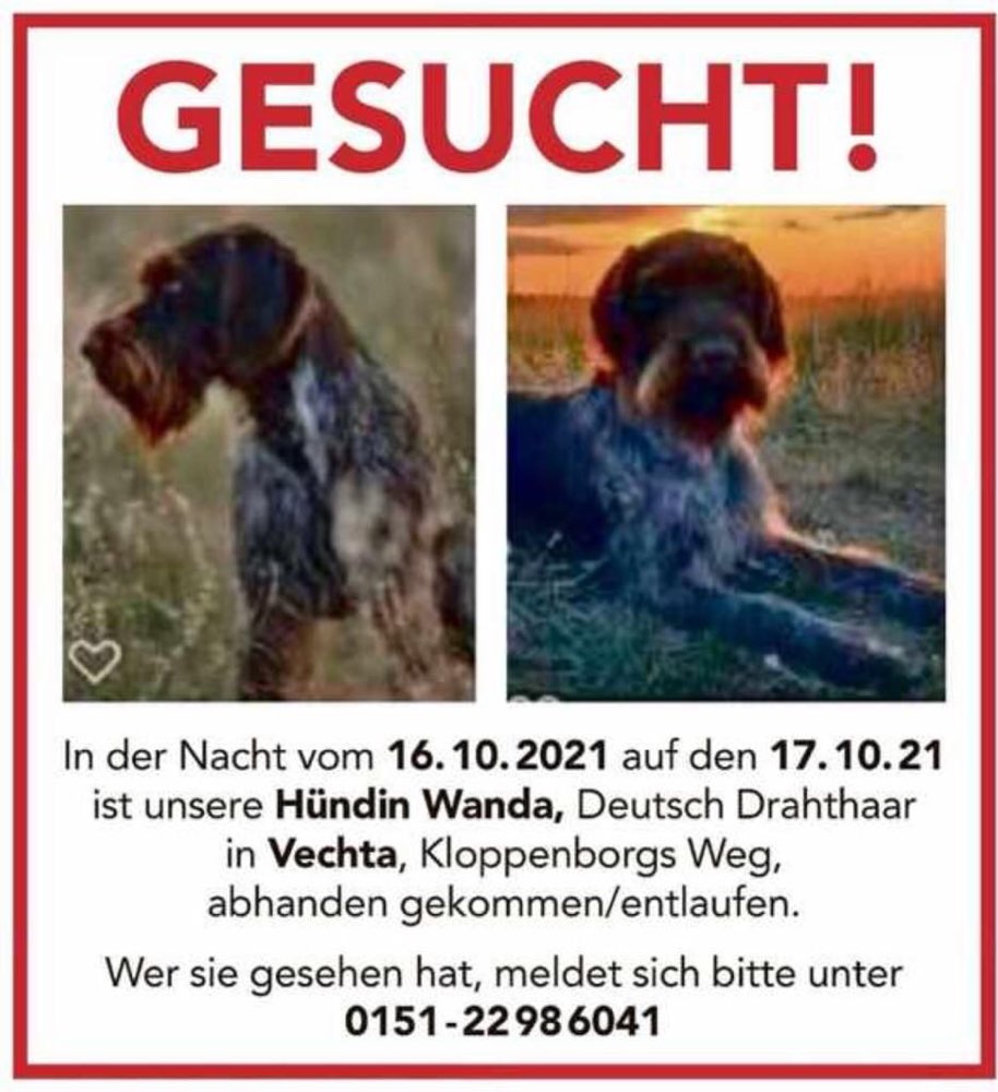 Suchmeldung-Wanda-Profilbild