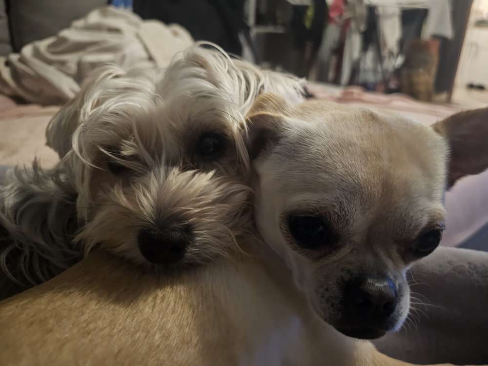 Hundetreffen-Zwergengruppe zum Spazieren und Spielen gesucht-Profilbild