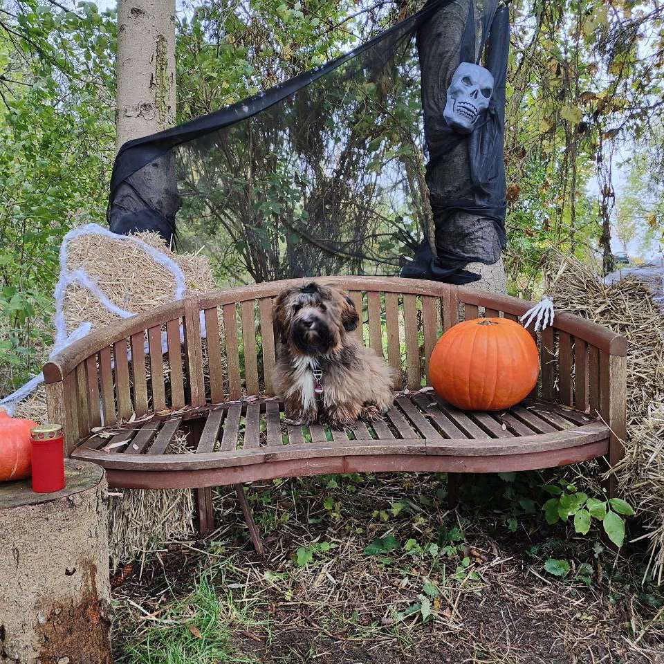Hundetreffen-Kleiner Freund gesucht-Profilbild