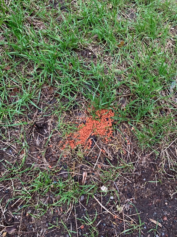 Giftköder-Evtl Rattengift-Profilbild