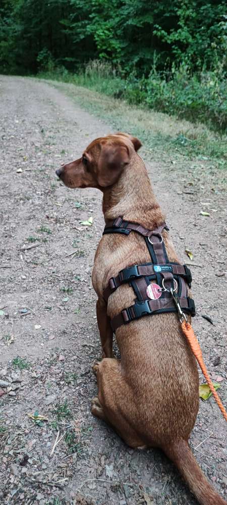 Hundetreffen-Gemeinsame Gassirunde auf dem Eberstein und Umgebung-Profilbild