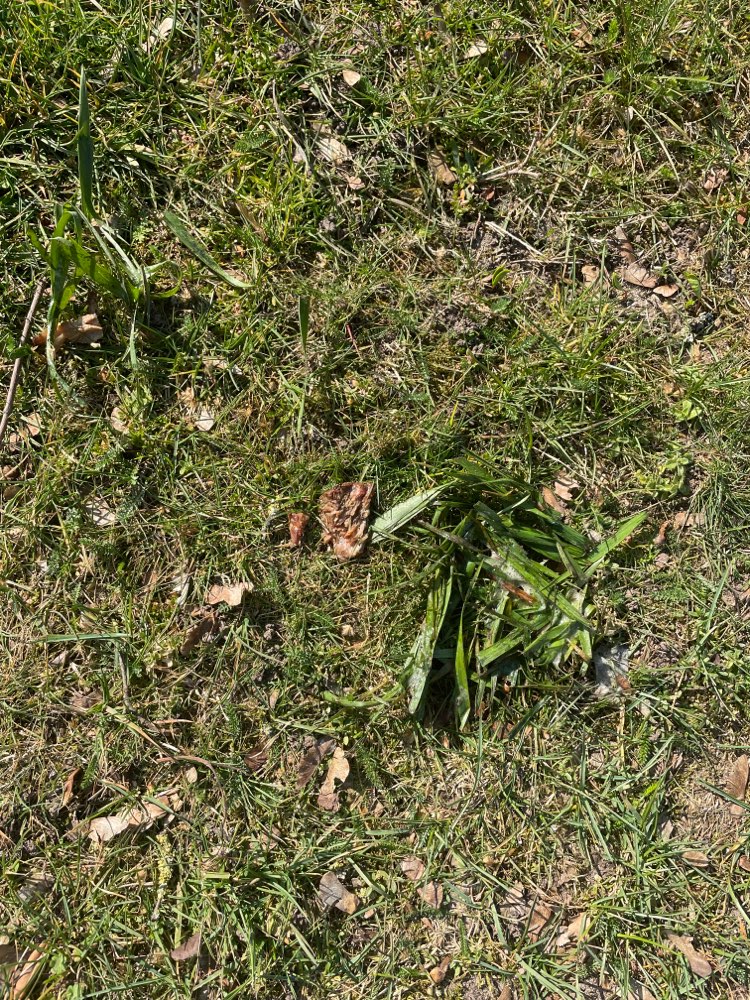 Giftköder-Verdacht auf Giftköder-Profilbild