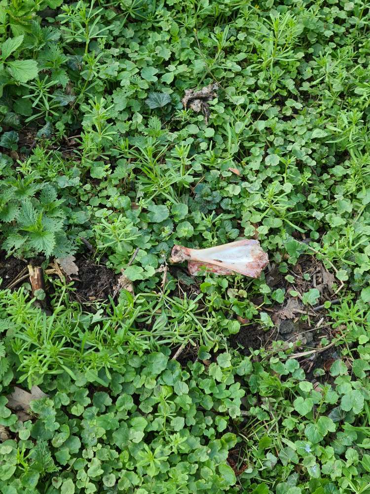 Giftköder-Knochen eines unbekannten Tieres-Profilbild