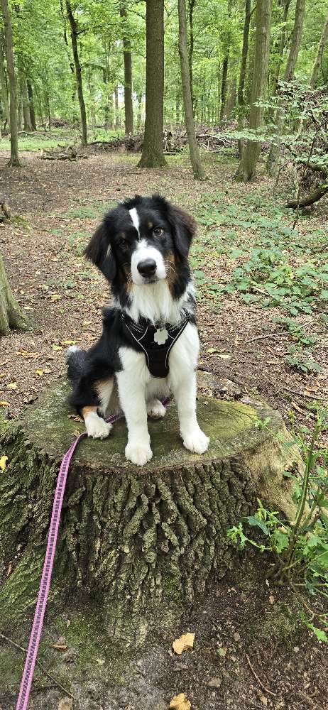 Hundetreffen-Social Walk/ gemeinsam üben in Werne-Profilbild