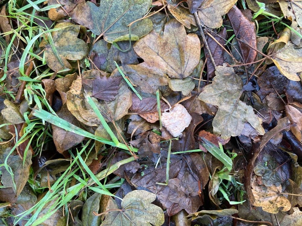 Giftköder-Fleisch verteilt auf Gehweg und Gras-Profilbild