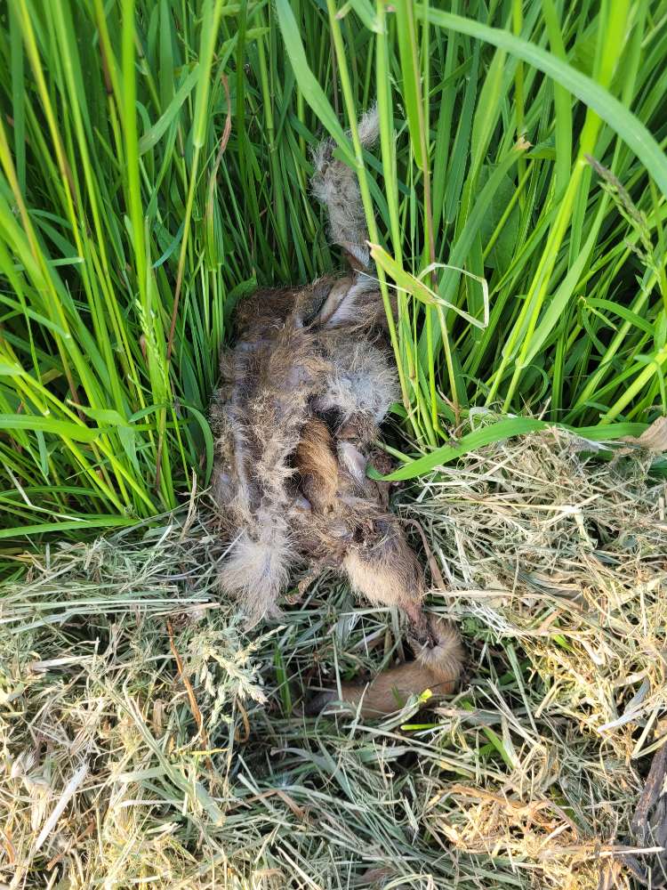 Giftköder-Totes Reh-Profilbild