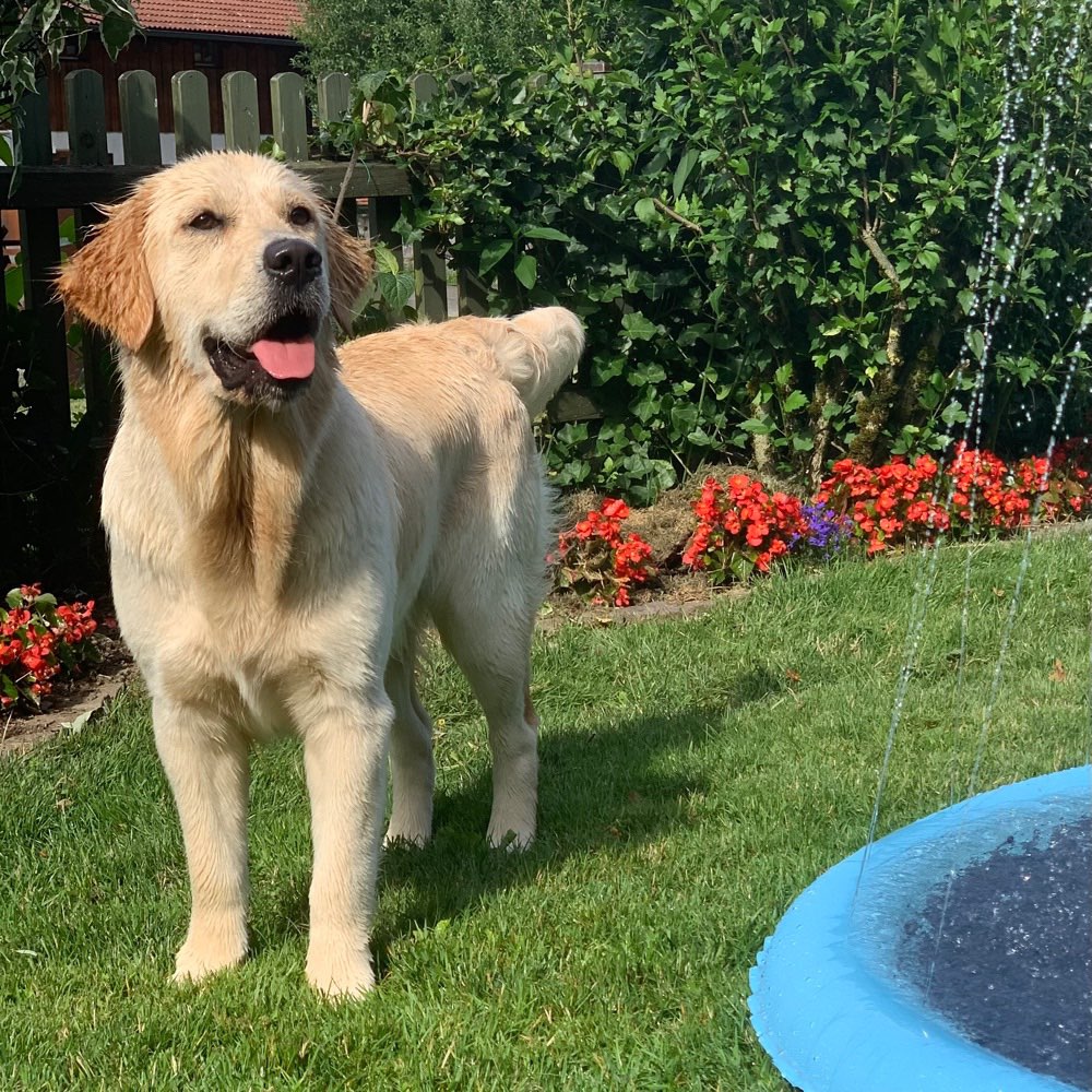 Hundetreffen-Gassi, Spiel oder Socialwalk Freunde gesucht…-Profilbild