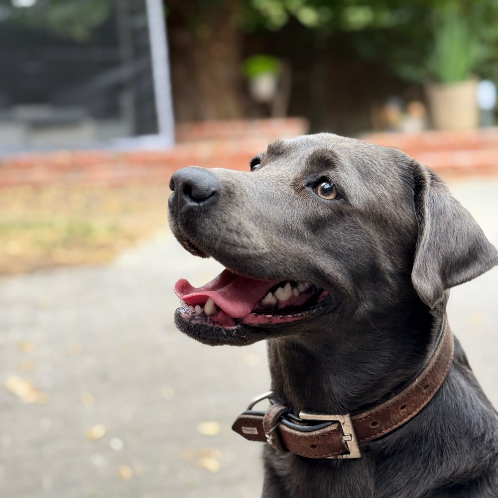 Hundetreffen-Spazieren gehen/ Spielrunde-Profilbild
