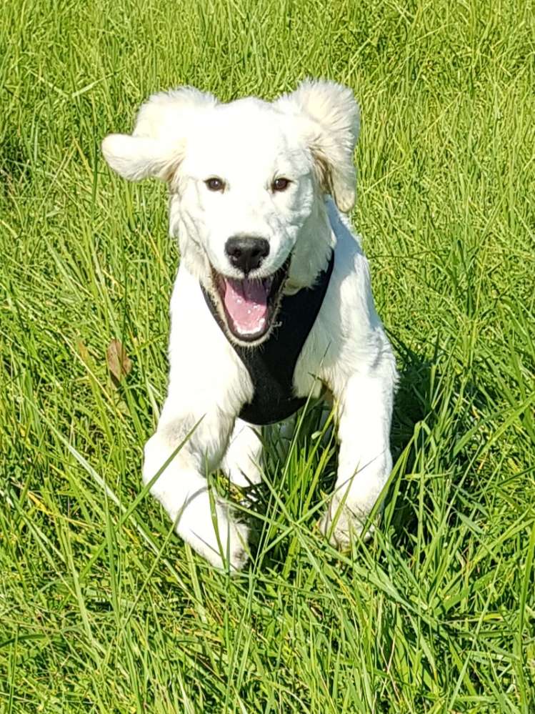 Hundetreffen-Gassirunde rund um Lorch mit Spieleinlagen-Profilbild