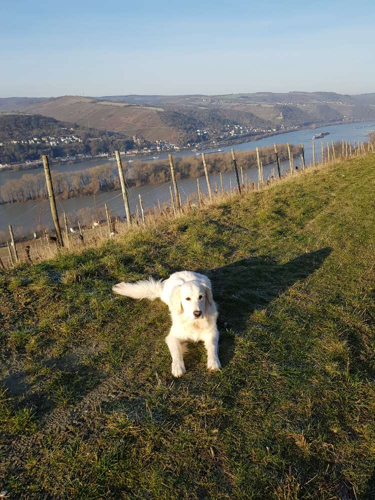 Hundetreffen-Spieltreff, Kennenlernen und um Lorch am Rhein-Profilbild