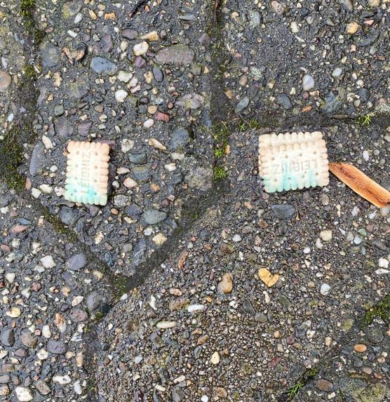 Giftköder-Giftköder-Profilbild