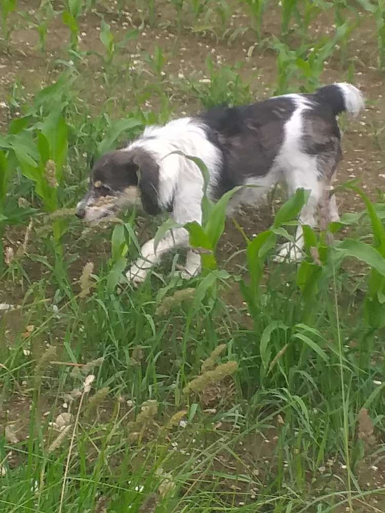 Hundetreffen-Kleinerer Terriermischling 8 Jahre-Profilbild