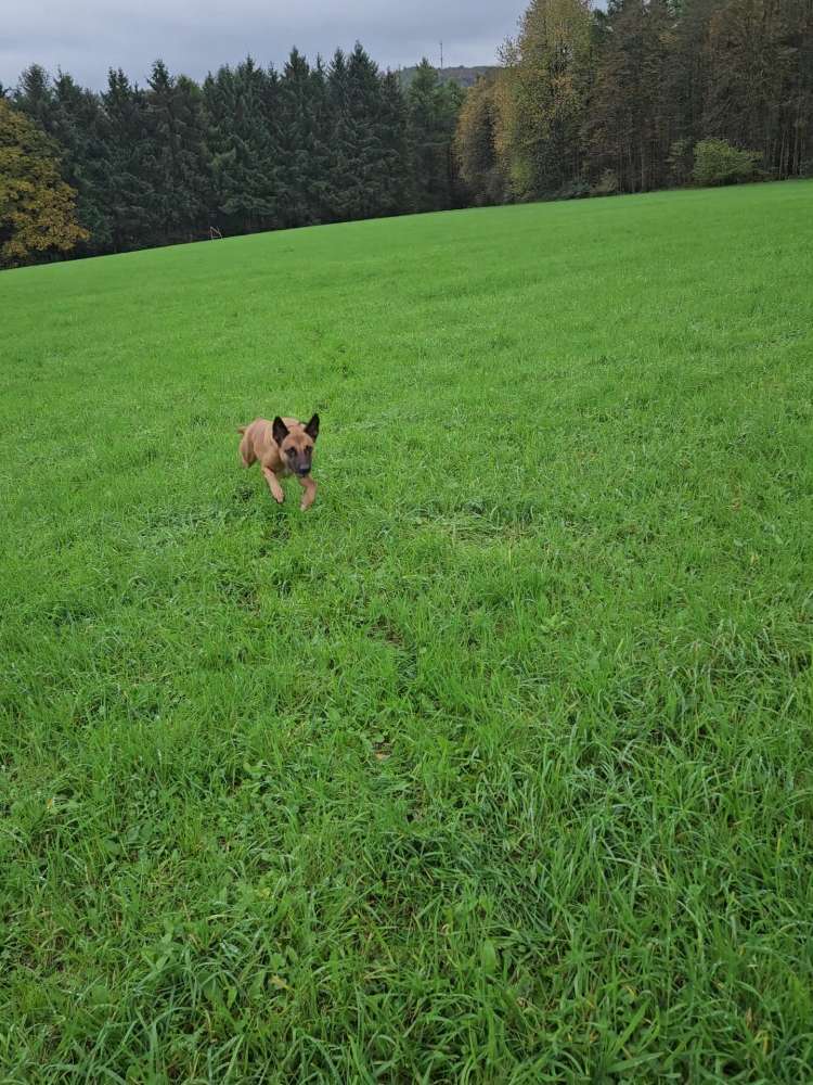 Hundetreffen-Spielen, spazieren und trainieren-Profilbild