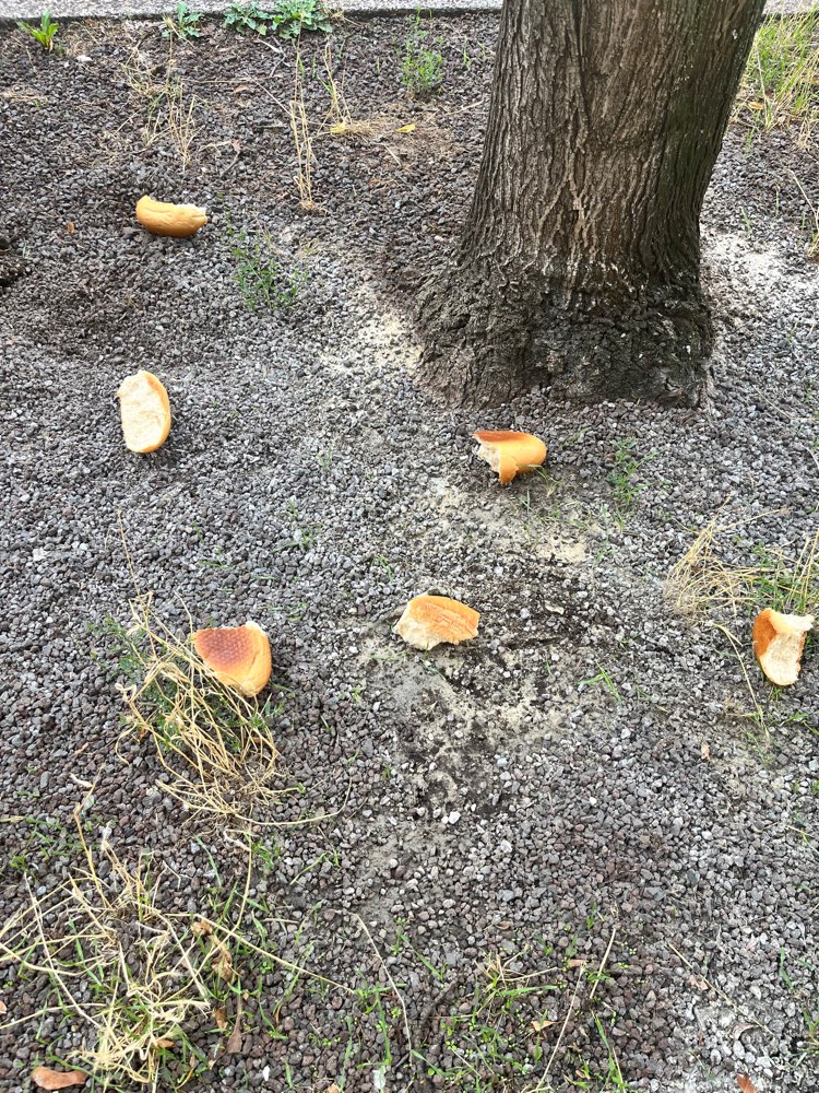 Giftköder-Evtl. Giftköder-Profilbild