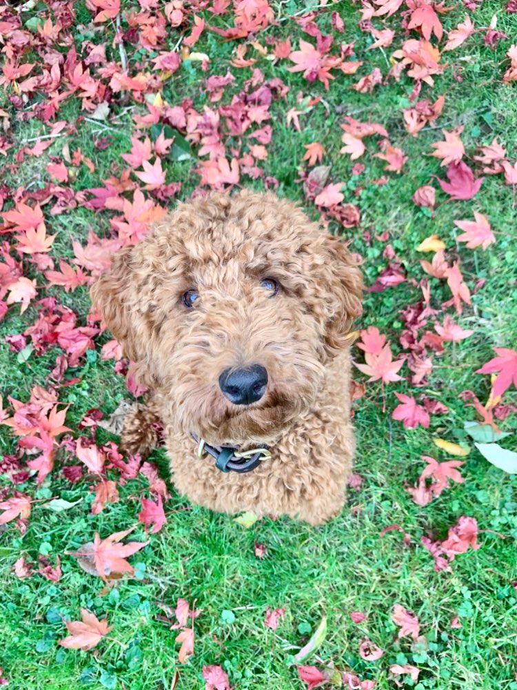 Hundetreffen-Treffen zum Gassi gehen, spielen,…usw.-Profilbild