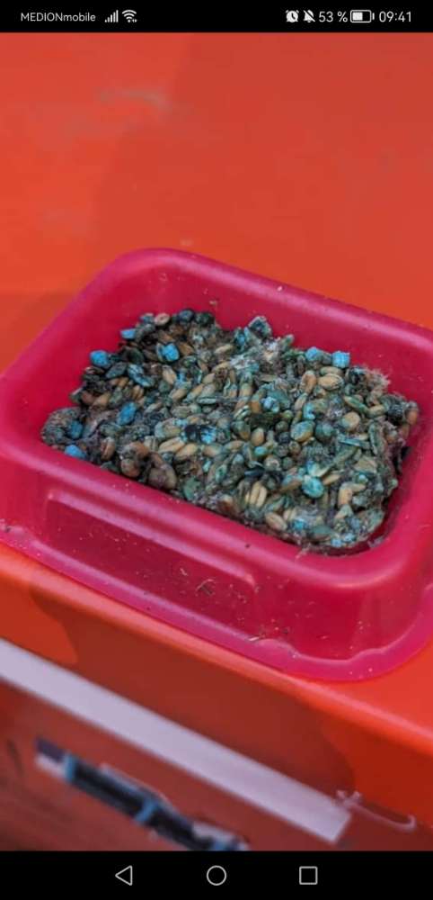 Giftköder-Gift im Bereich Bustreff-Profilbild