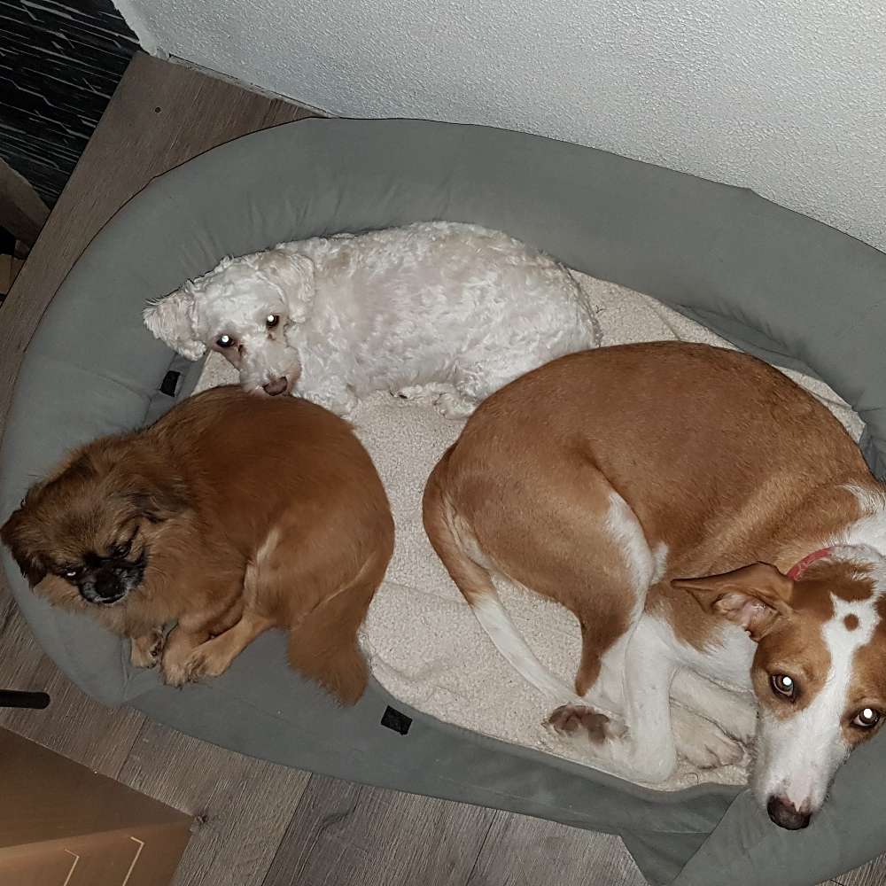 Hundetreffen-Freunde finden-Profilbild