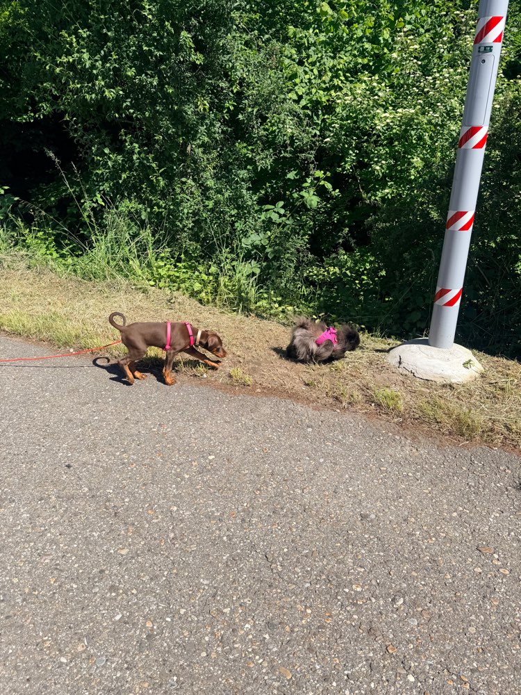 Hundetreffen-Spiel und Spaziertreffen gesucht-Profilbild
