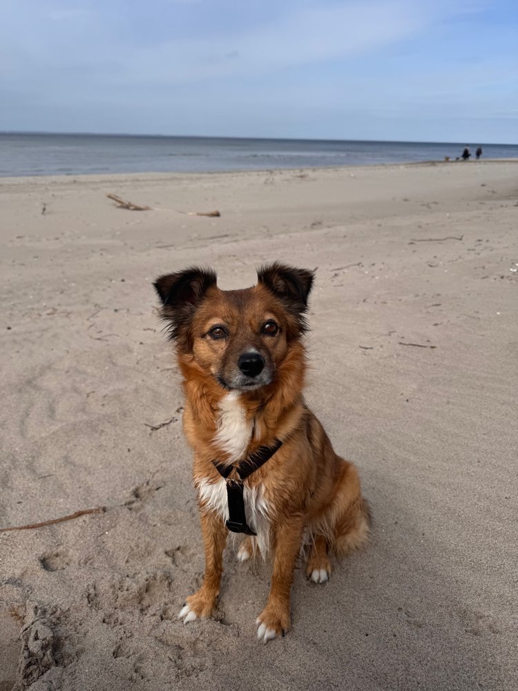 Hundetreffen-Hunde Date Stadtpark-Profilbild