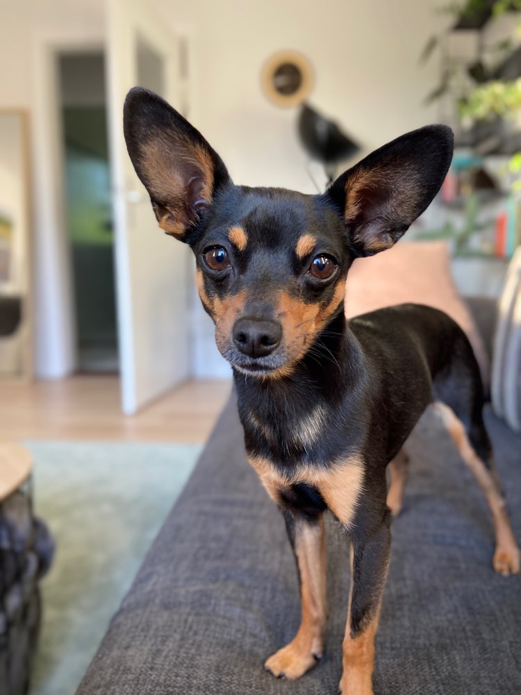 Hundetreffen-Gassirunde , Social Walks & Toben-Profilbild