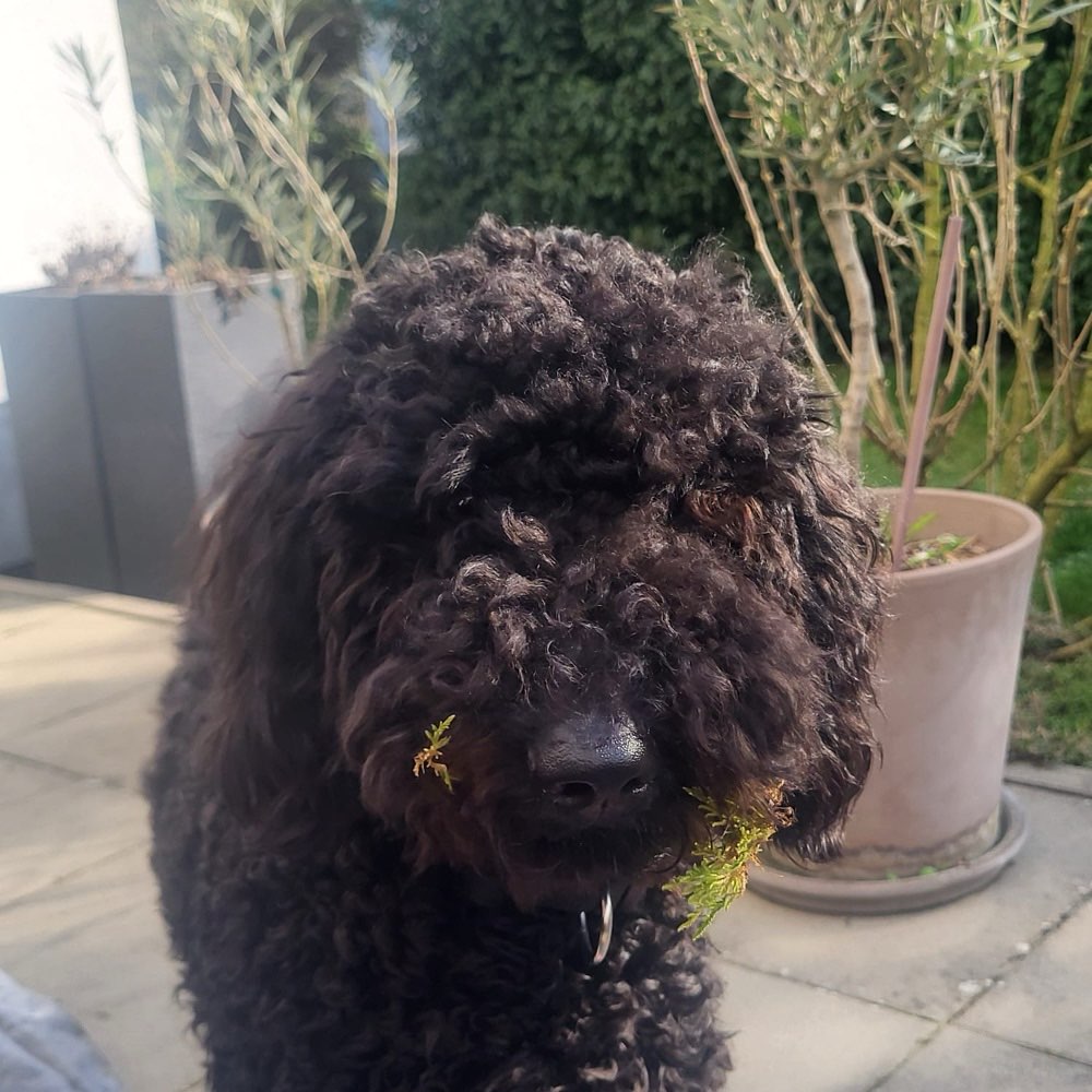 Hundetreffen-Spielfreunde / Spaziergänge-Profilbild