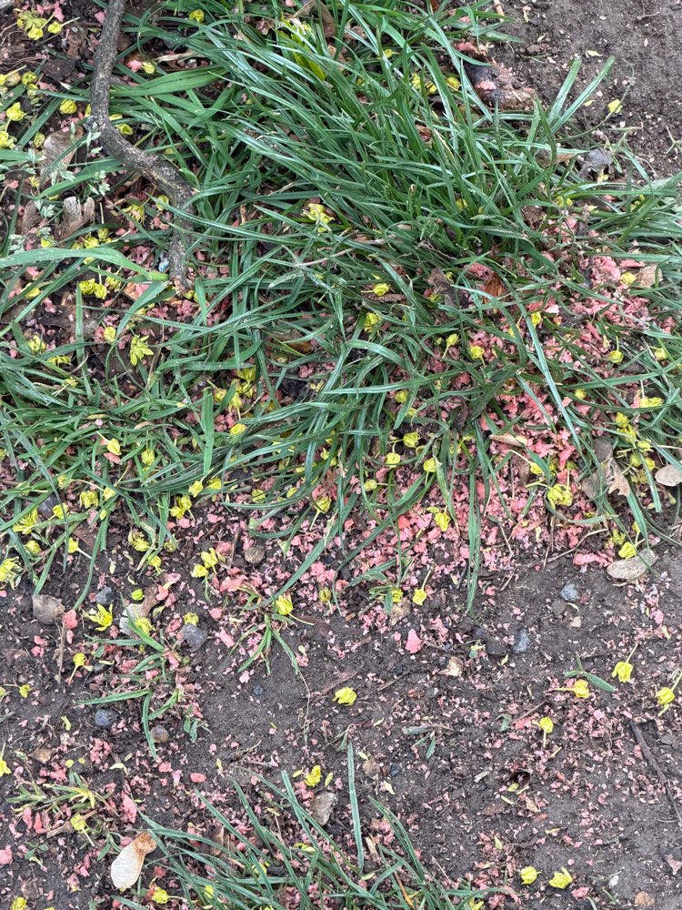 Giftköder-Rattengift??!!-Profilbild