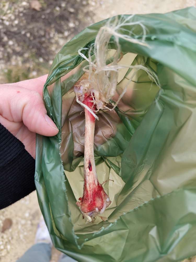 Giftköder-Knochenstücke-Profilbild