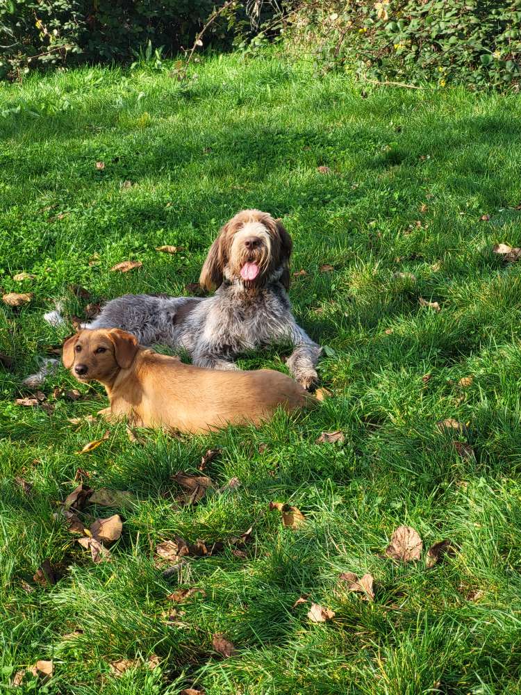 Hundetreffen-Spieltreff Ober-Olm-Profilbild