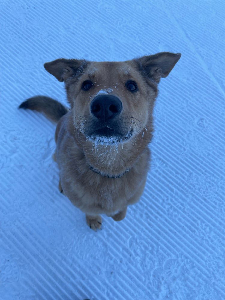 Hundetreffen-Dogsitter wöchentlich gesucht-Profilbild