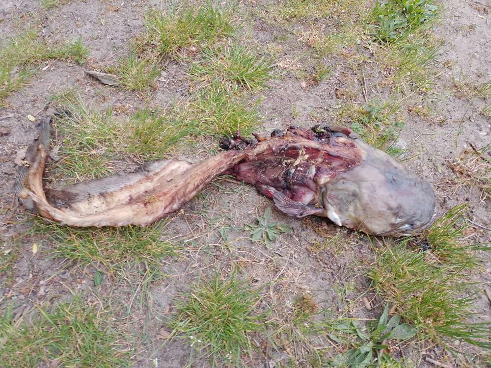 Giftköder-Ausgelegter Fisch-Profilbild