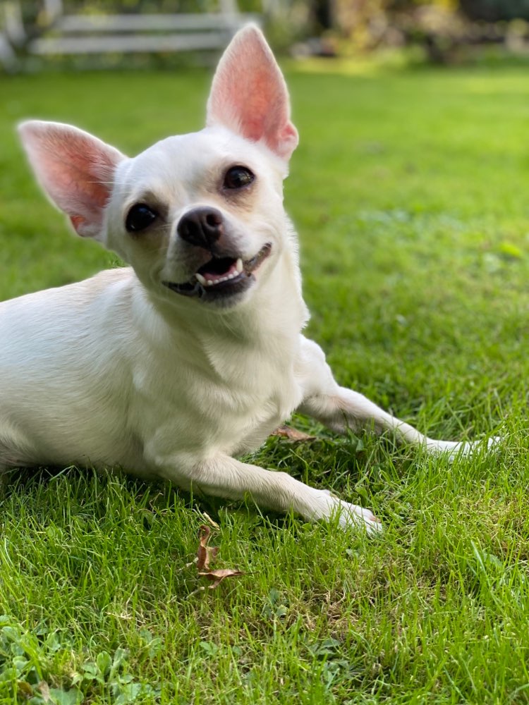 Hundetreffen-Spieltreffen/Gassi Runde-Profilbild