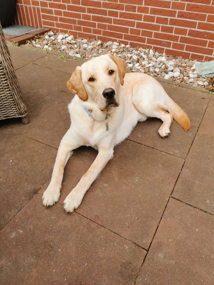 Hundetreffen-Junghund spieltreffen-Profilbild