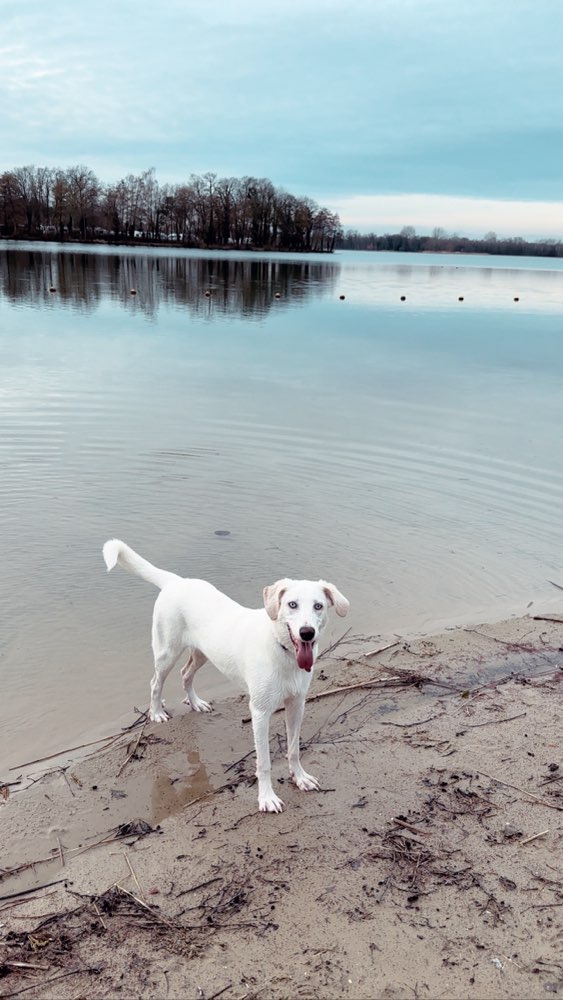 Hundetreffen-Spiel- Gassifreund/in gesucht 🫶-Profilbild