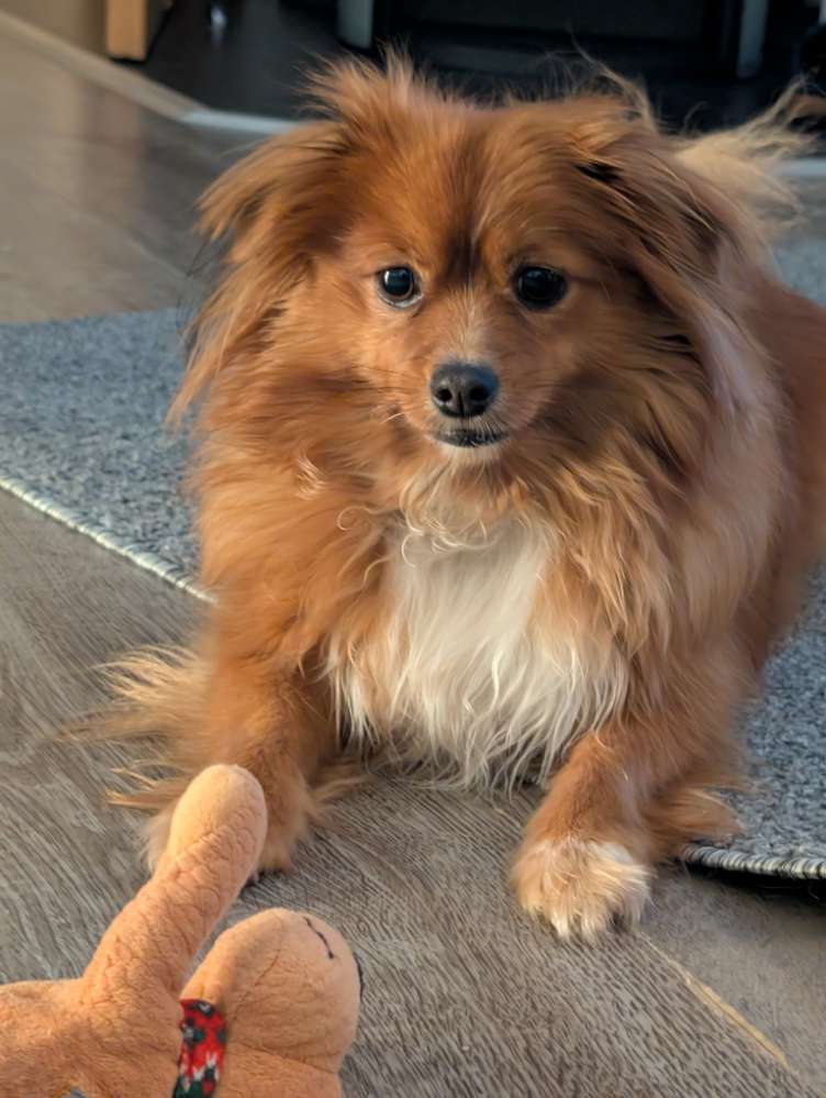 Hundetreffen-Nala sucht neue Spielgefährtin/en 🐕❤️-Profilbild