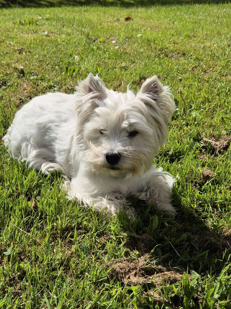 Hundetreffen-Gassi Buddy gesucht 🐾-Profilbild