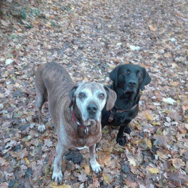 Hundetreffen-Merten Heide-Profilbild