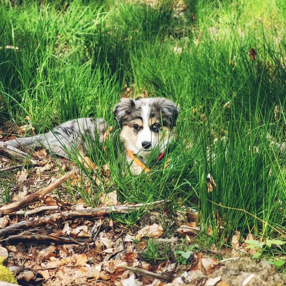 Hundetreffen-Welpentreffen um SMÜ-Profilbild