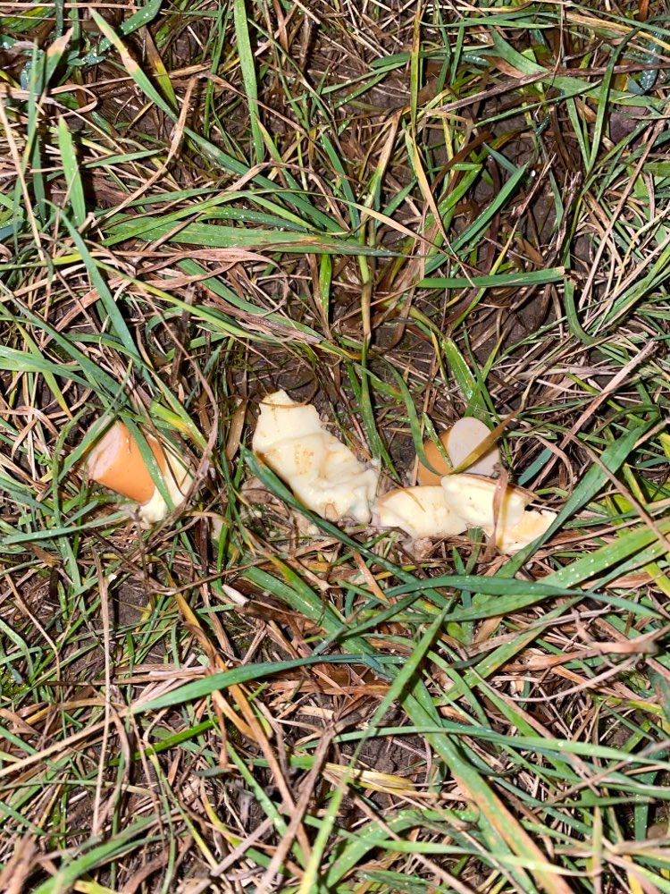 Giftköder-Giftköder-Profilbild