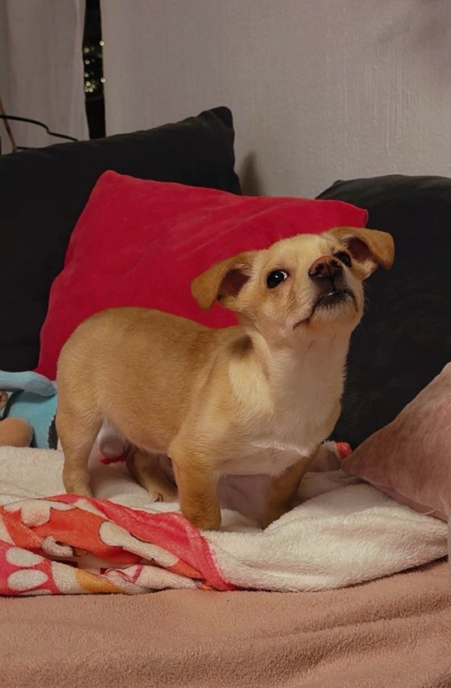 Hundetreffen-Gassi-Buddy gesucht🩵-Profilbild