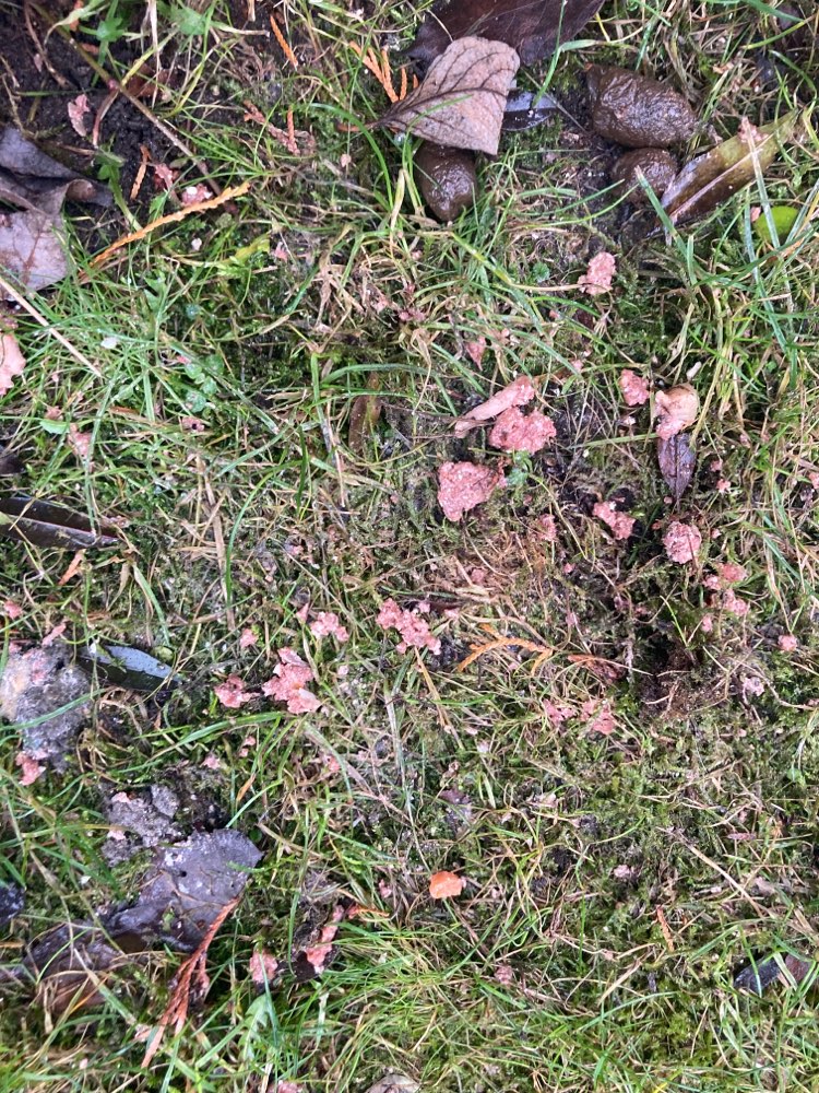 Giftköder-Giftköder in der Kleingartenkolonie-Profilbild