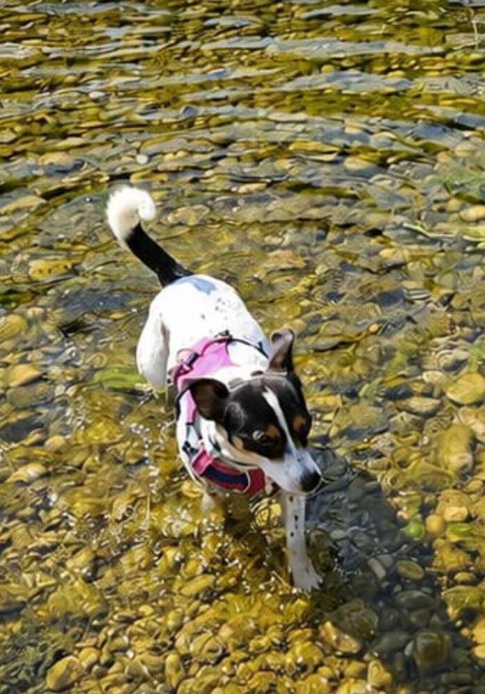 Hundetreffen-Gemeinsame gassirunden-Profilbild