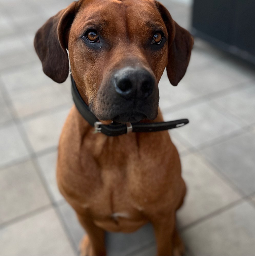 Hundetreffen-Spaziergang zum trainieren-Profilbild