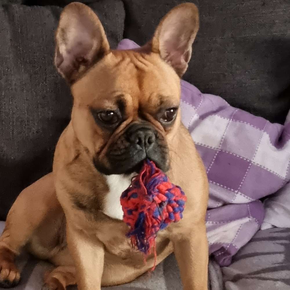 Hundetreffen-Gassi gehen , Spaß haben-Profilbild