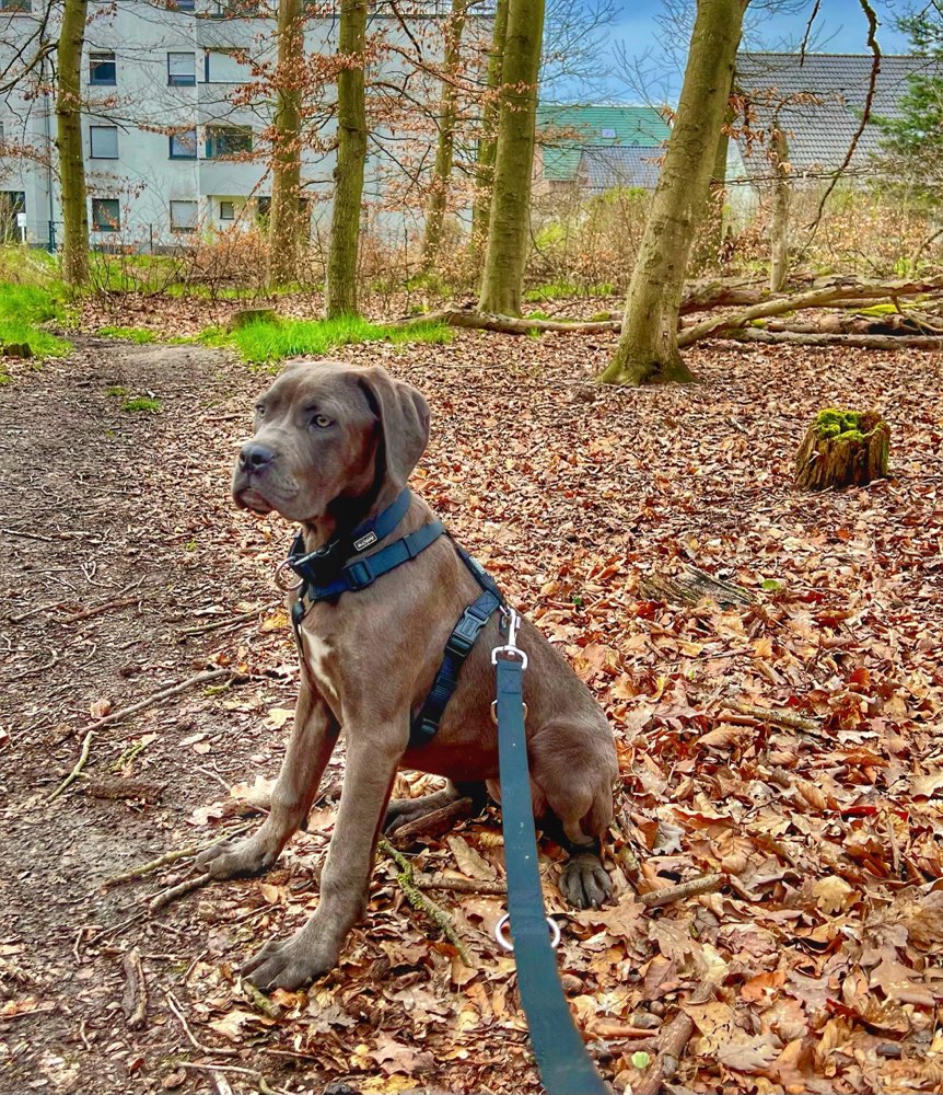 Hundetreffen-Suchen neue Freunde 🐶-Profilbild