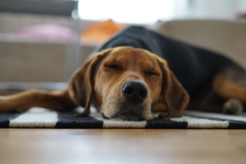 Hundetreffen-Social Walk Neckarwiese-Profilbild