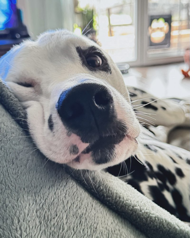 Hundetreffen-Spielgefährten gesucht-Profilbild