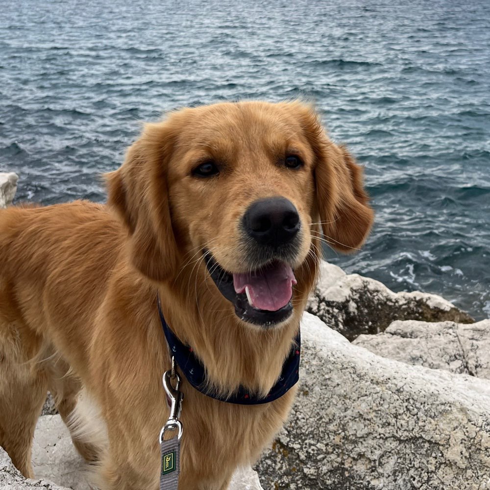 Hundetreffen-Spazieren gehen oder Spielrunde etc.-Profilbild