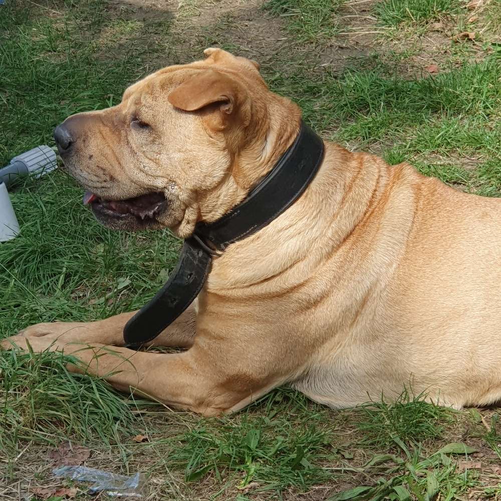 Hundetreffen-Dominate  Senioren unter sich-Profilbild