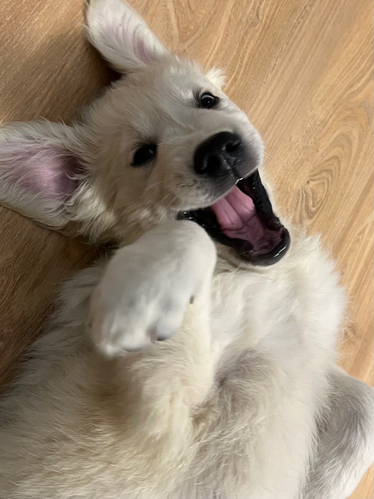 Hundetreffen-Spieldate/Welpentreffen-Profilbild